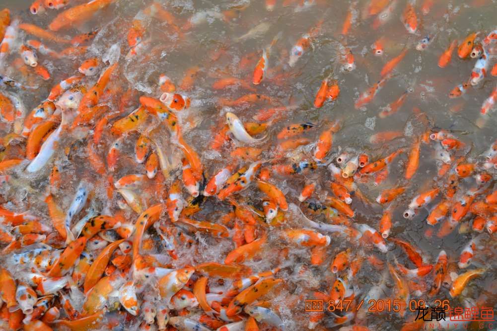 锦鲤苗成长,日本锦鲤水花苗成长