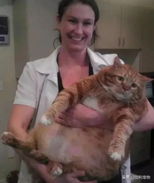 猫为何是液体,猫咪为什么要给猪染色