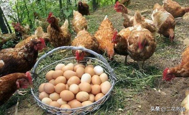 养鸡技术怎么可以让鸡多下蛋,蛋鸡下蛋产蛋率低怎么办