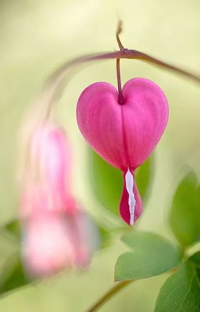 藏头藏尾诗100首,藏头藏尾的诗