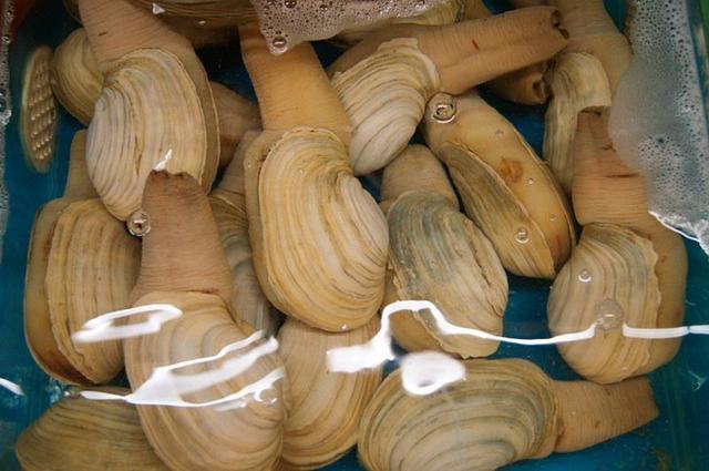 象拔蚌挑选方法图解,象拔蚌怎么处理才能做成美味好吃