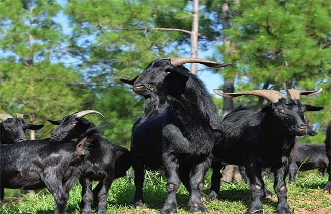山羊痘的最佳治疗,羊痘病的症状及防治方法