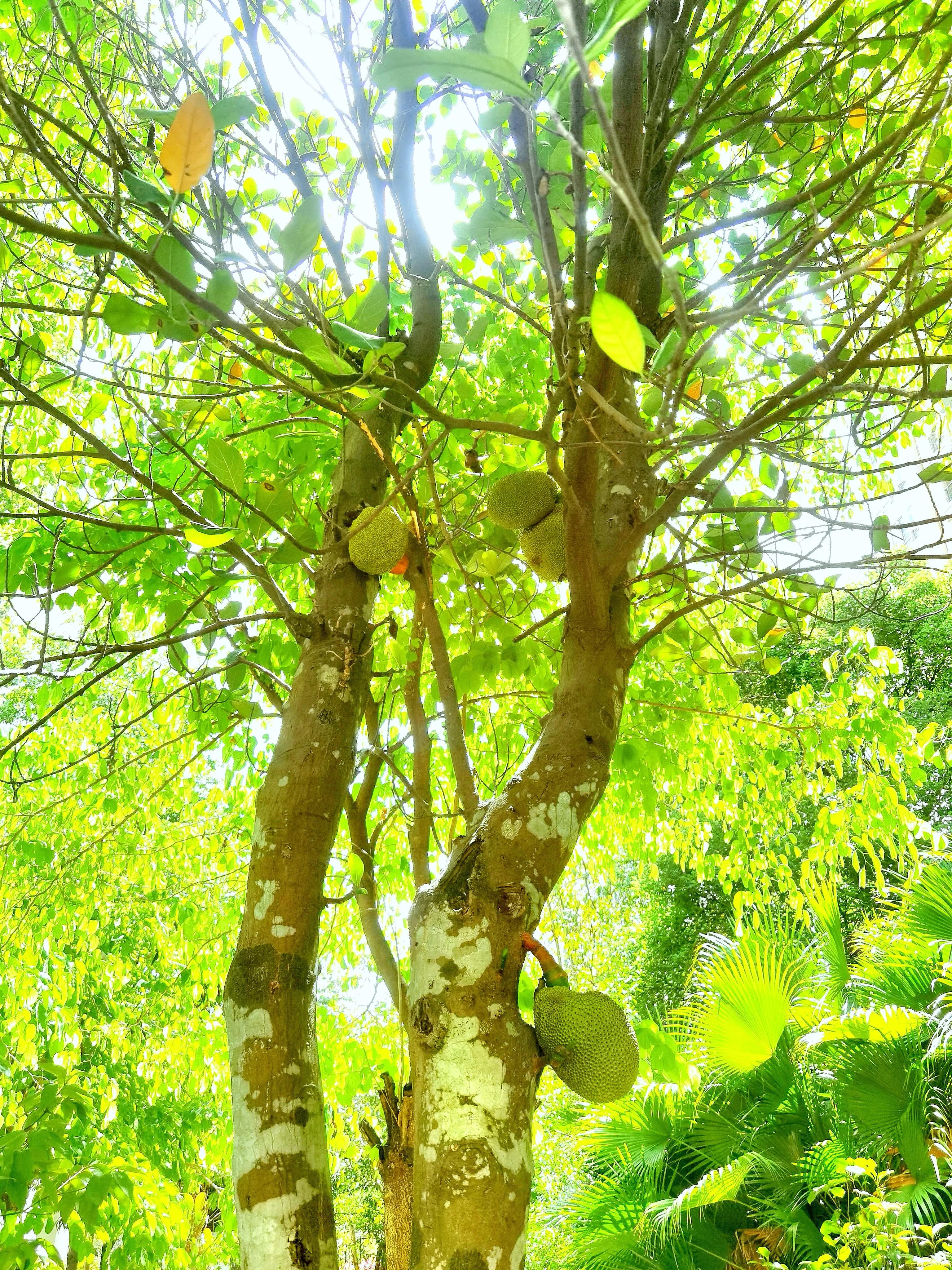 小区“花果山”的世界上最重的水果成熟了，种子更好吃