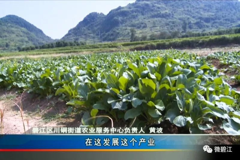 铜仁川硐未来发展前景如何,铜仁碧江川硐发展不利因素