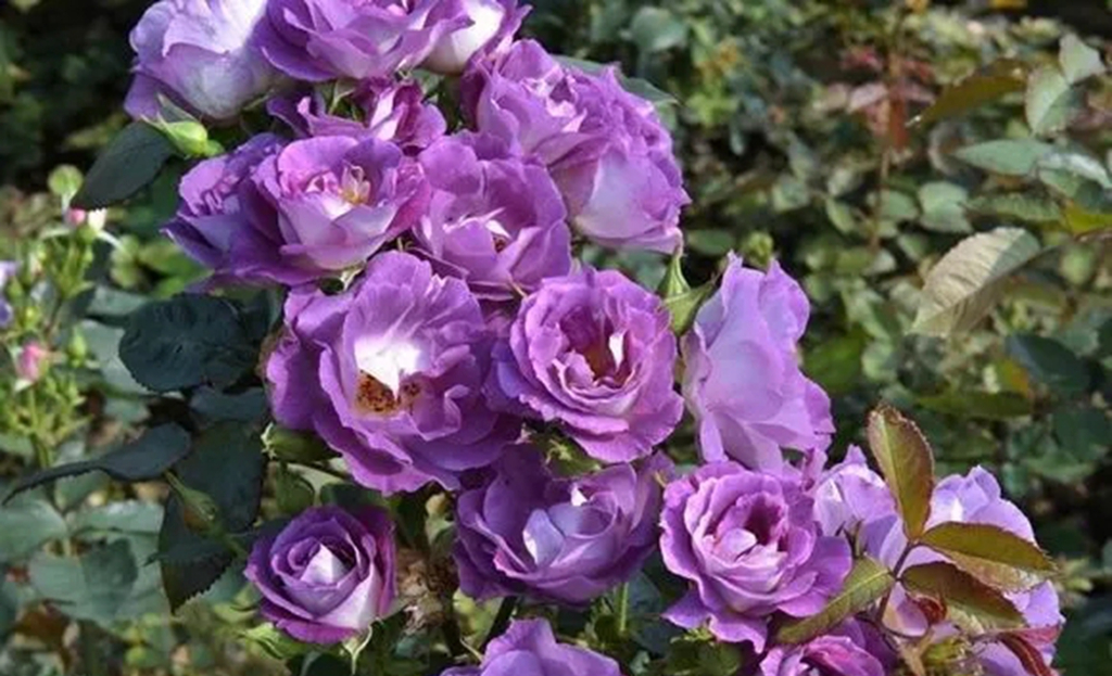 100种月季品种大全集,适合地栽的蓝紫色月季有哪些