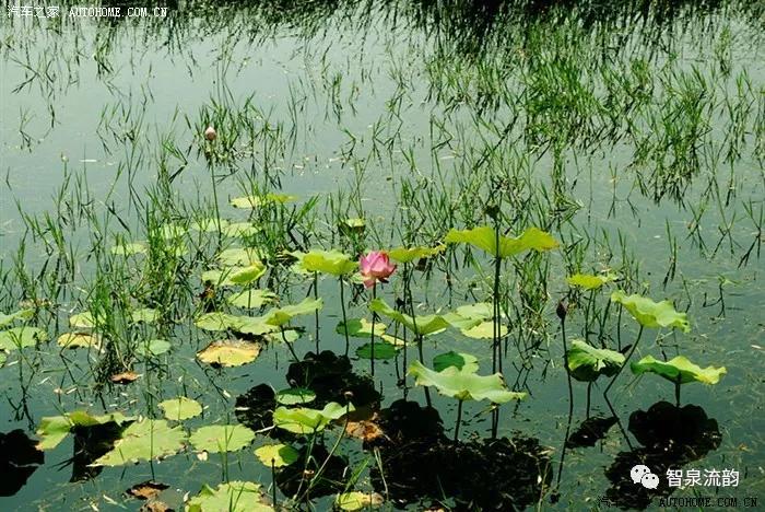 郭进拴神游索溪峪,郭进拴全部视频