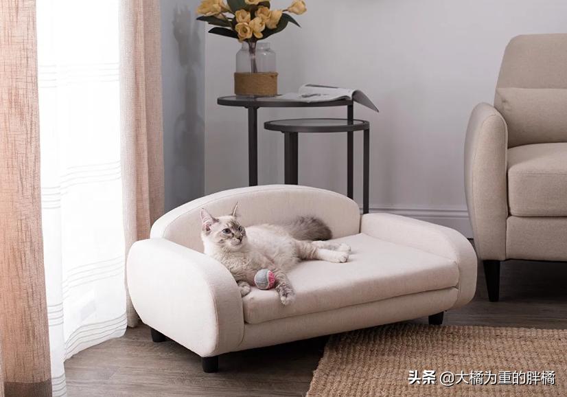 家里养猫咪怎么让它不乱抓,养猫怎么防止猫咪弄乱家里物品