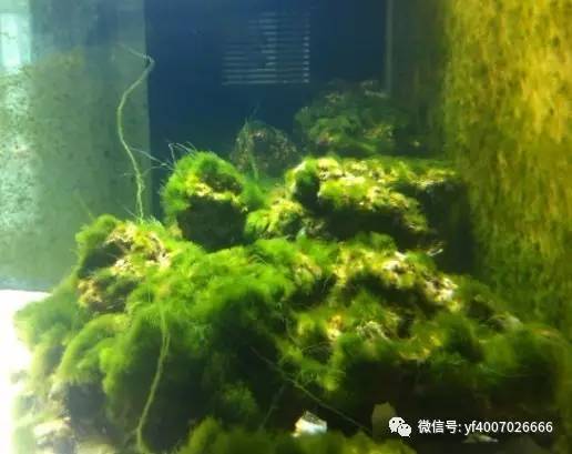 海缸养鱼长绿藻,海缸藻类多适合养鱼吗