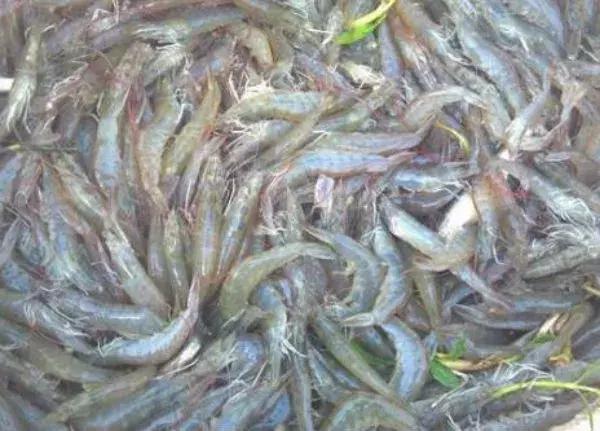 养什么虾最赚钱又好养,关于养虾的问题及解决方法