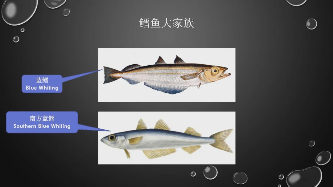 樊哥说中国美食,樊哥讲冰鲜生鲜