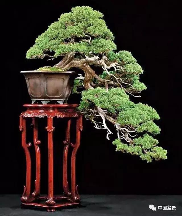 一组盆景佳作欣赏,斜杆式飘枝盆景图片欣赏