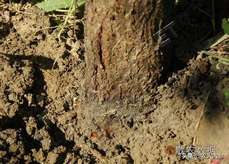几种果树根部病害的症状识别与防治！