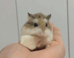 仓鼠的颊囊能塞下多大的东西,仓鼠的颊囊里能藏多少东西