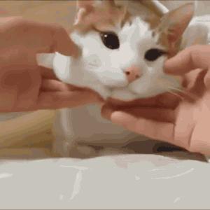 众所周知猫是液体吗,众所周知猫都是液体