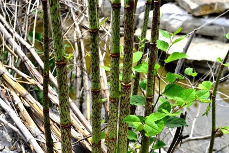 日本入侵中国的植物,日本入侵植物