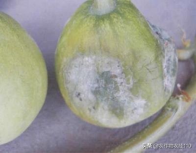 大棚甜瓜种植技术视频教程,大棚种植甜瓜利润怎么样