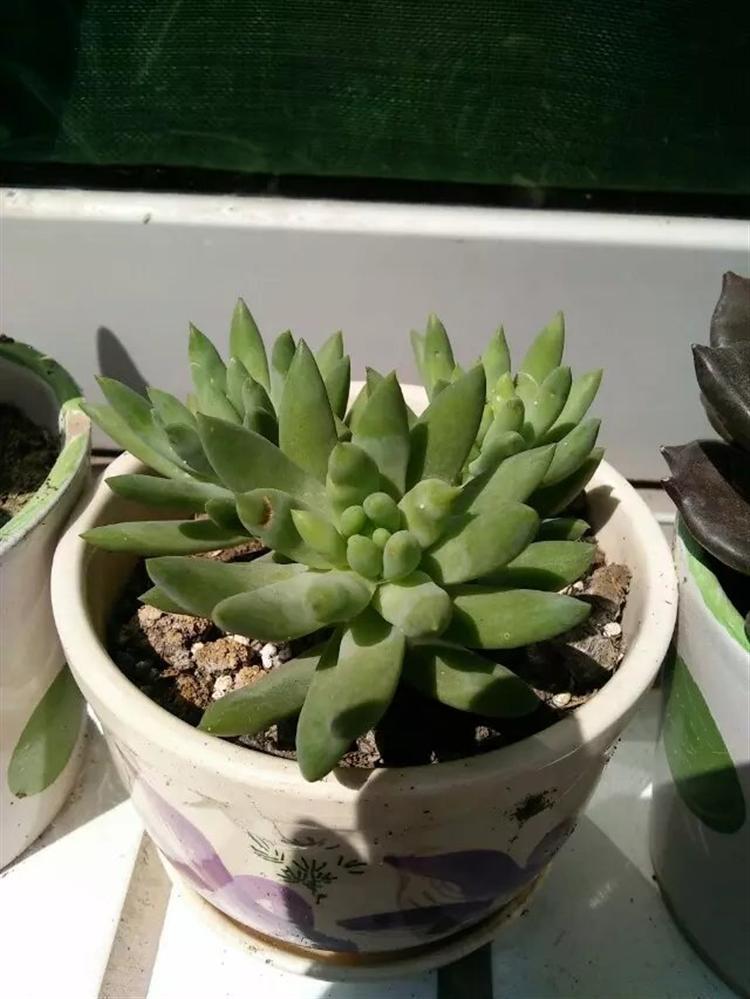 多肉长得瘦要不要拔出来看,多肉买回来之后越养越瘦