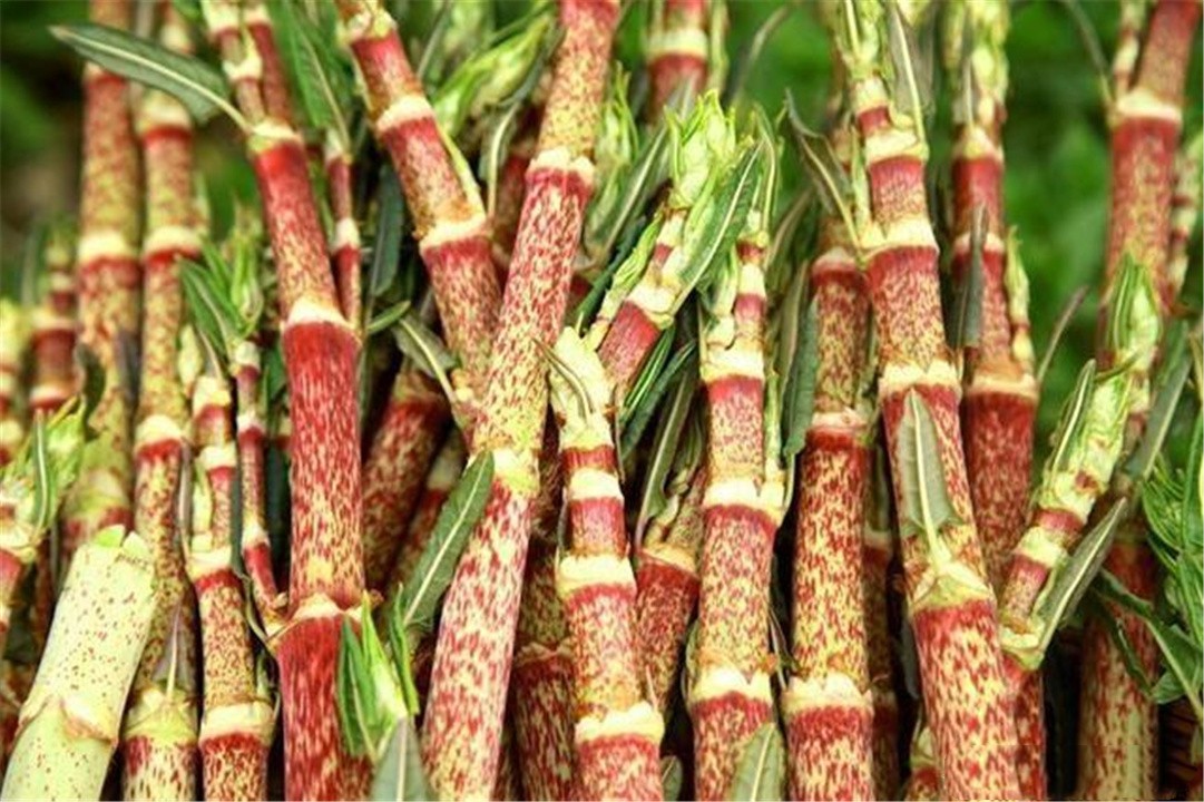 日本入侵中国的植物,日本入侵植物