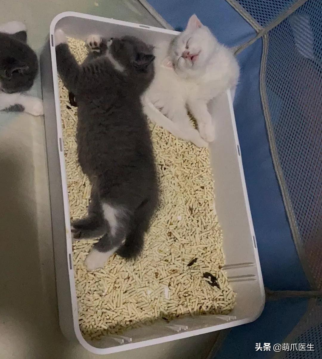 猫睡相太丑,因为猫样子丑所以被遗弃