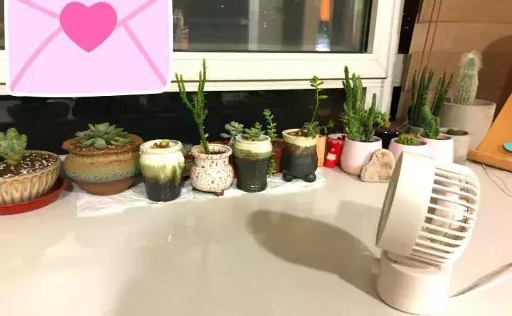 多肉被风雨袭击,多肉被雨水泡过怎么办