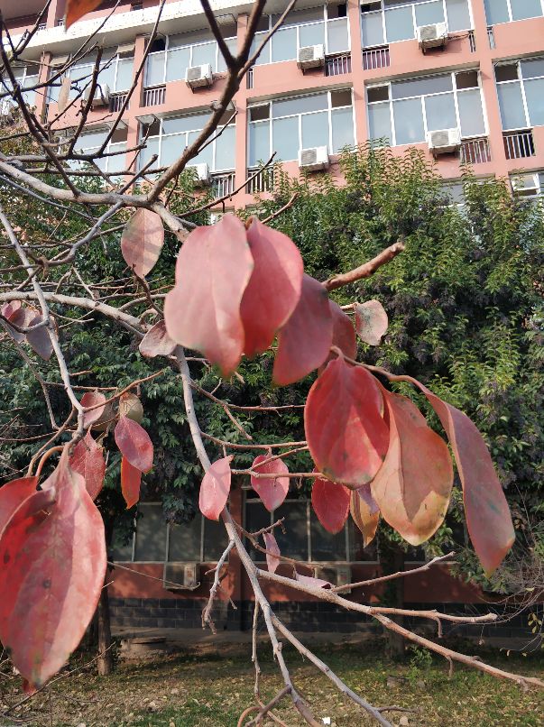 美丽的沙河,沙河一中怎么样