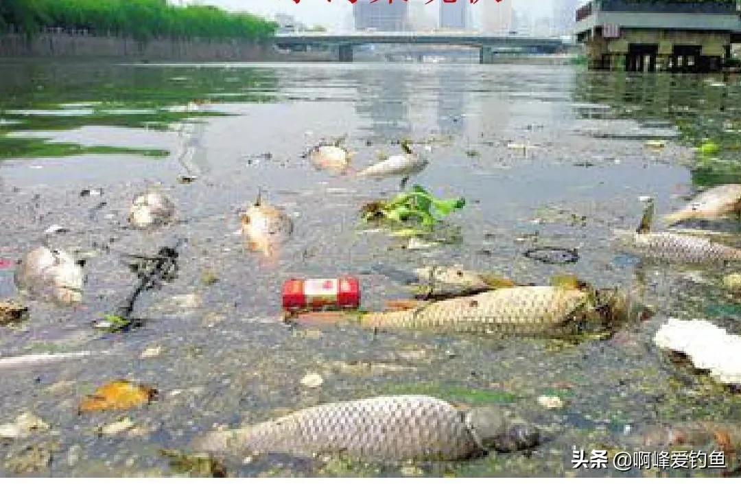 电鱼的危害会不会破坏生态环境,电鱼的副作用和危害