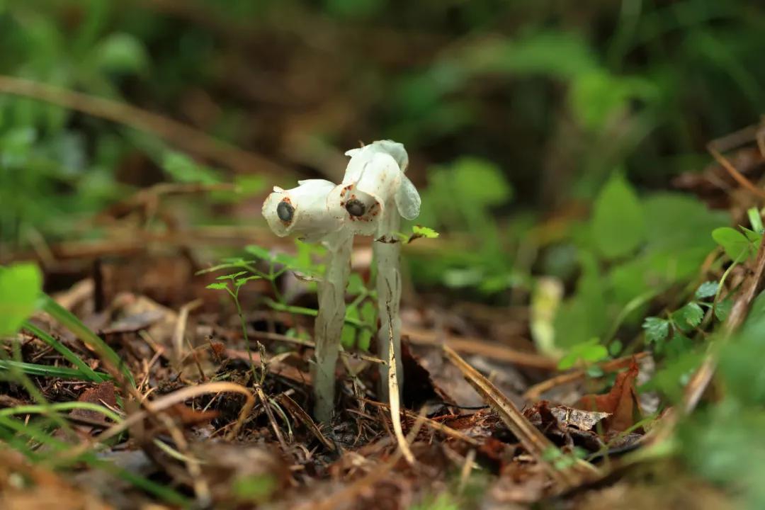 万物有灵 | 林海邂逅白精灵——球果假水晶兰