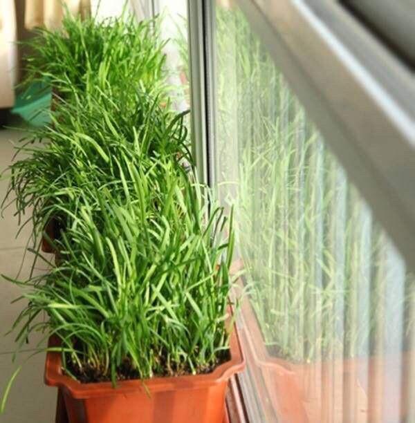 阳台种菜最关键的是什么,阳台种菜关键技术小白菜