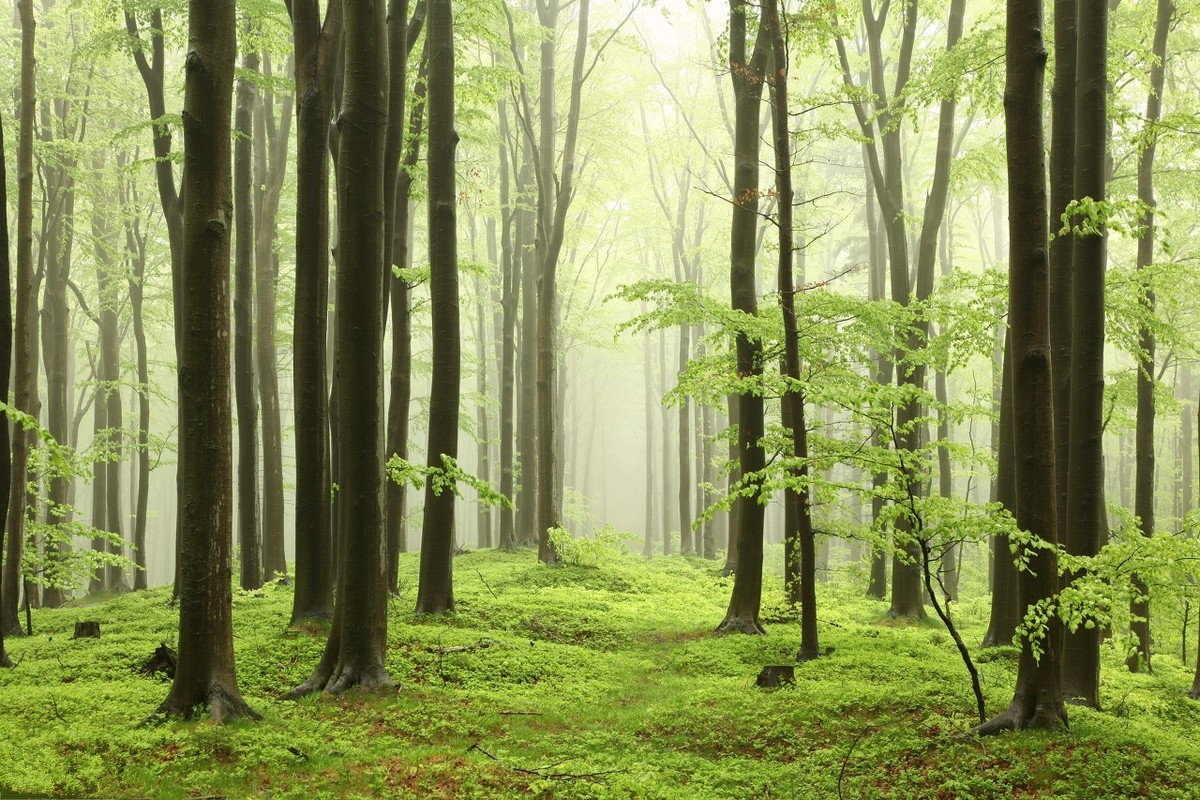 林木采伐怎么办理,耕地上树木采伐需要什么手续