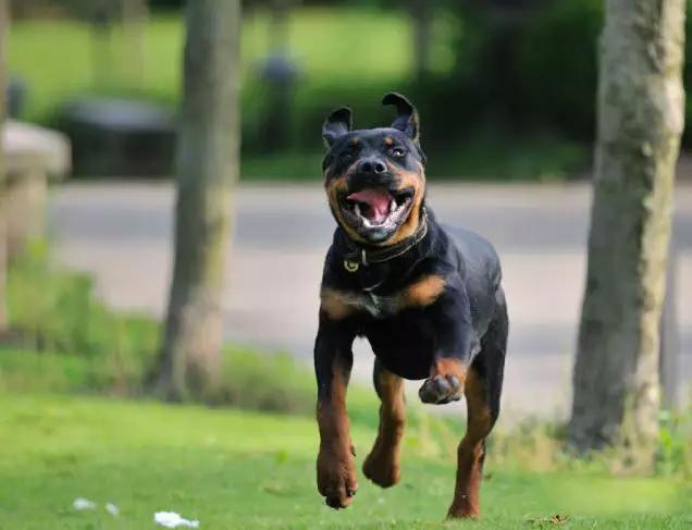 45种狗狗,45种狗狗很难得一见你认识几种