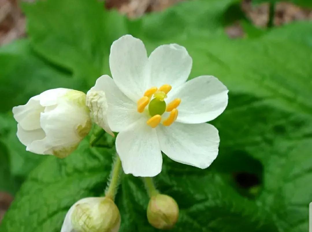神秘变色花：一下雨就隐形又透明，芳踪难觅！和你捉迷藏的美人花