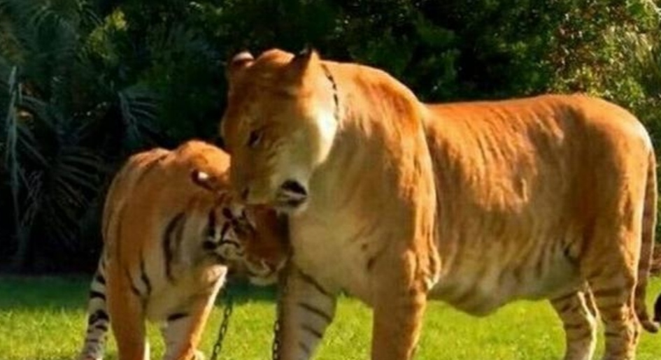 狮虎兽400斤,狮虎兽最大体重五百多公斤