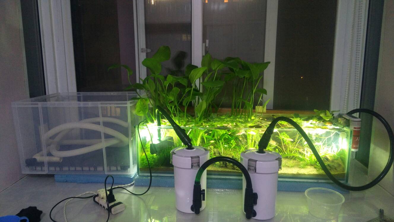 沼泽过滤鱼缸怎么开缸,沼泽缸开缸教程