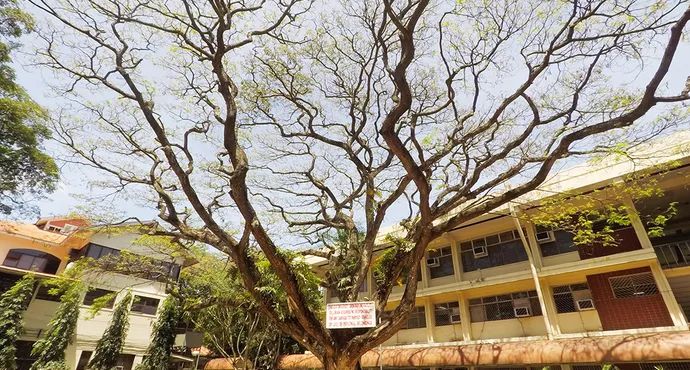 杜马盖地,杜马盖地如何