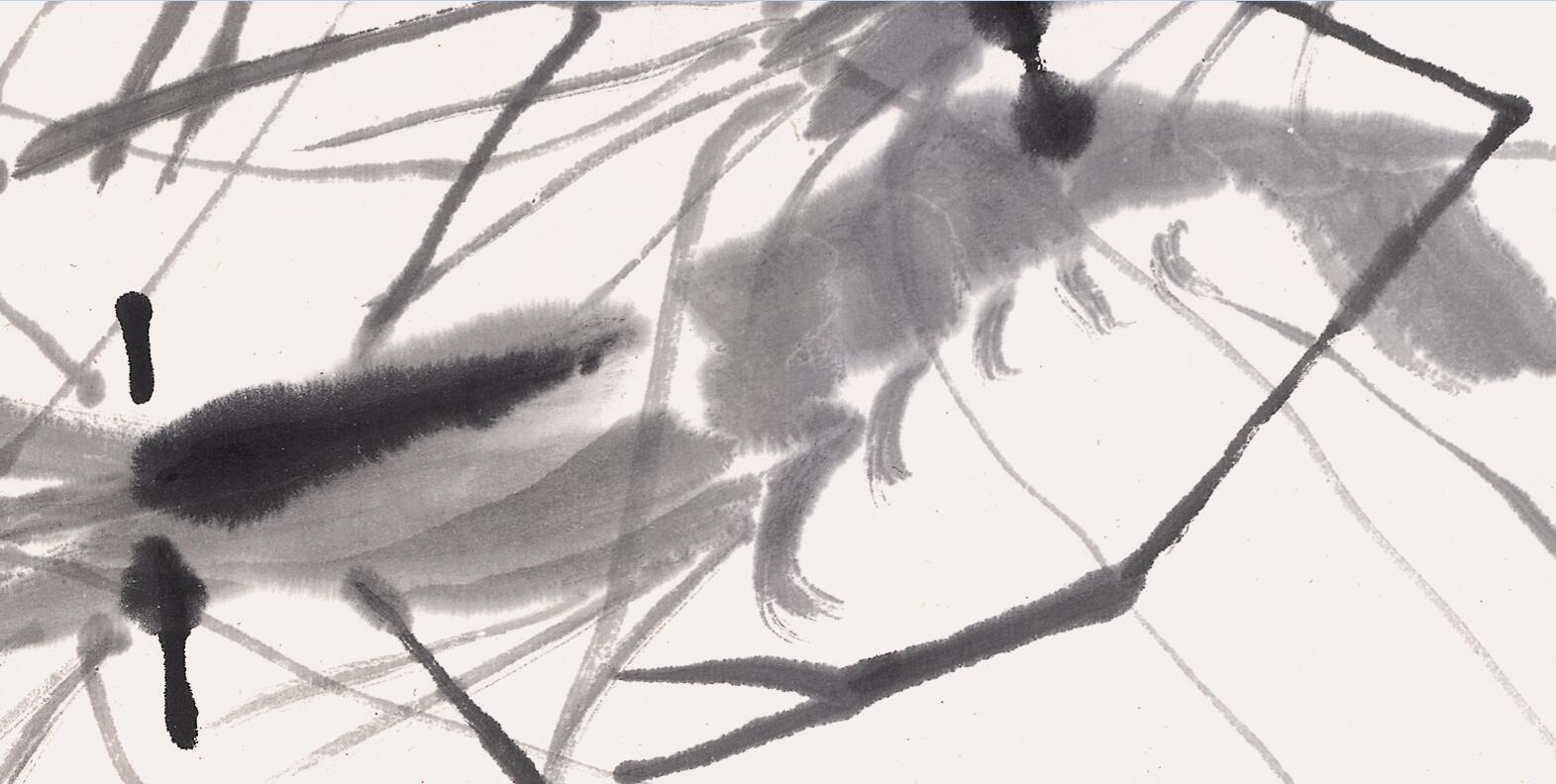 白石老人画虾视频大全,白石老人画虾的感悟