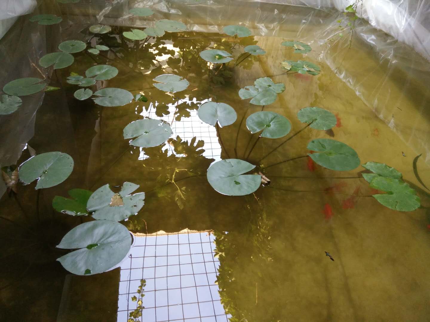 养观赏鱼如何避免繁殖,用什么样的方法养观赏鱼不死