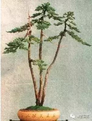 泰山松文人盆景,山松盆景100幅欣赏