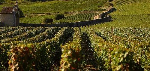 2019年葡萄酒风云人物：勃艮第女王贝基·沃瑟曼-霍恩