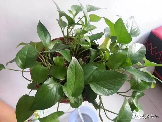 人不在家花草怎么浇水最好,人不在家花浇水小技巧