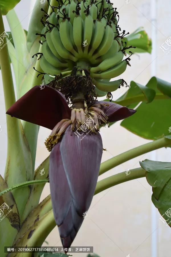 清新的花可以做什么菜,做菜点缀可食用的花