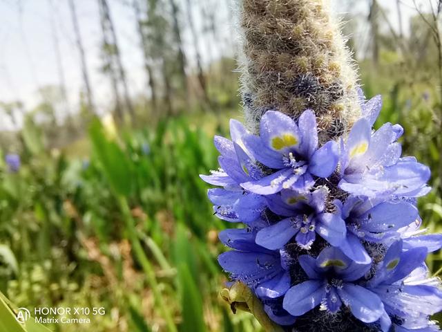 荣耀x10是双5g手机吗,荣耀x10最值得入手的5g手机