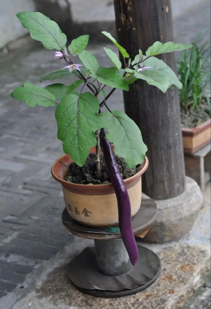 茄子虫害图片及症状,茄子虫害最佳治疗方法