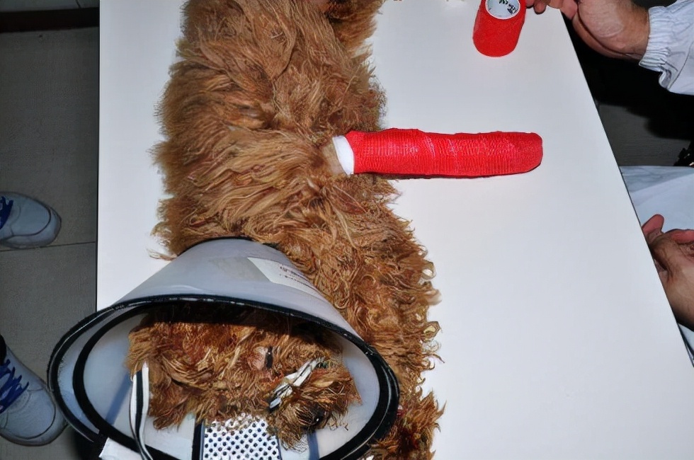 贵宾犬的五大缺点看完你还敢养吗,不建议养贵宾犬的五大理由