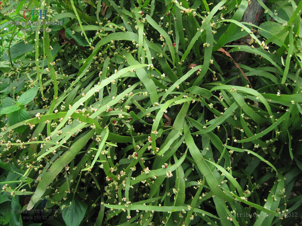 竹节蓼观赏期,竹节蓼的科名