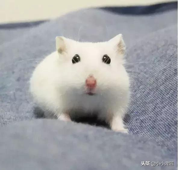 仓鼠宝宝除了喝奶还能吃什么,仓鼠除了吃鼠粮还可以吃什么