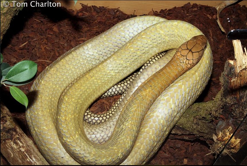 陆栖毒蛇毒性排行,毒蛇毒性分类