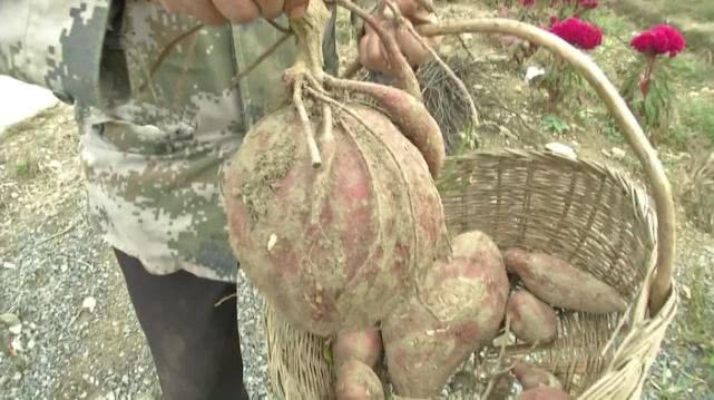种植香菇一亩能产多少斤干货,农村大哥种18亩地