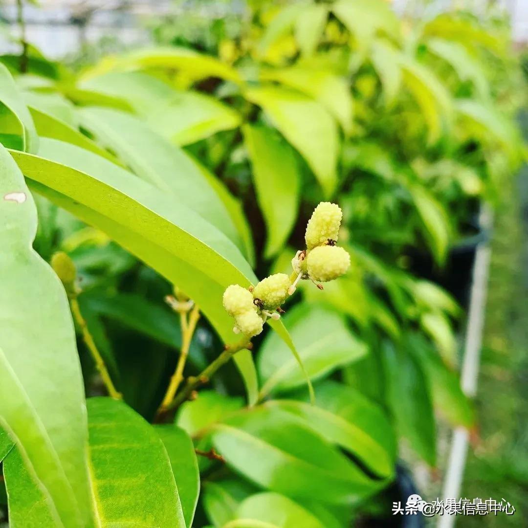 日本农业发达到什么程度?荔枝、香蕉、菠萝竟然用温室来种