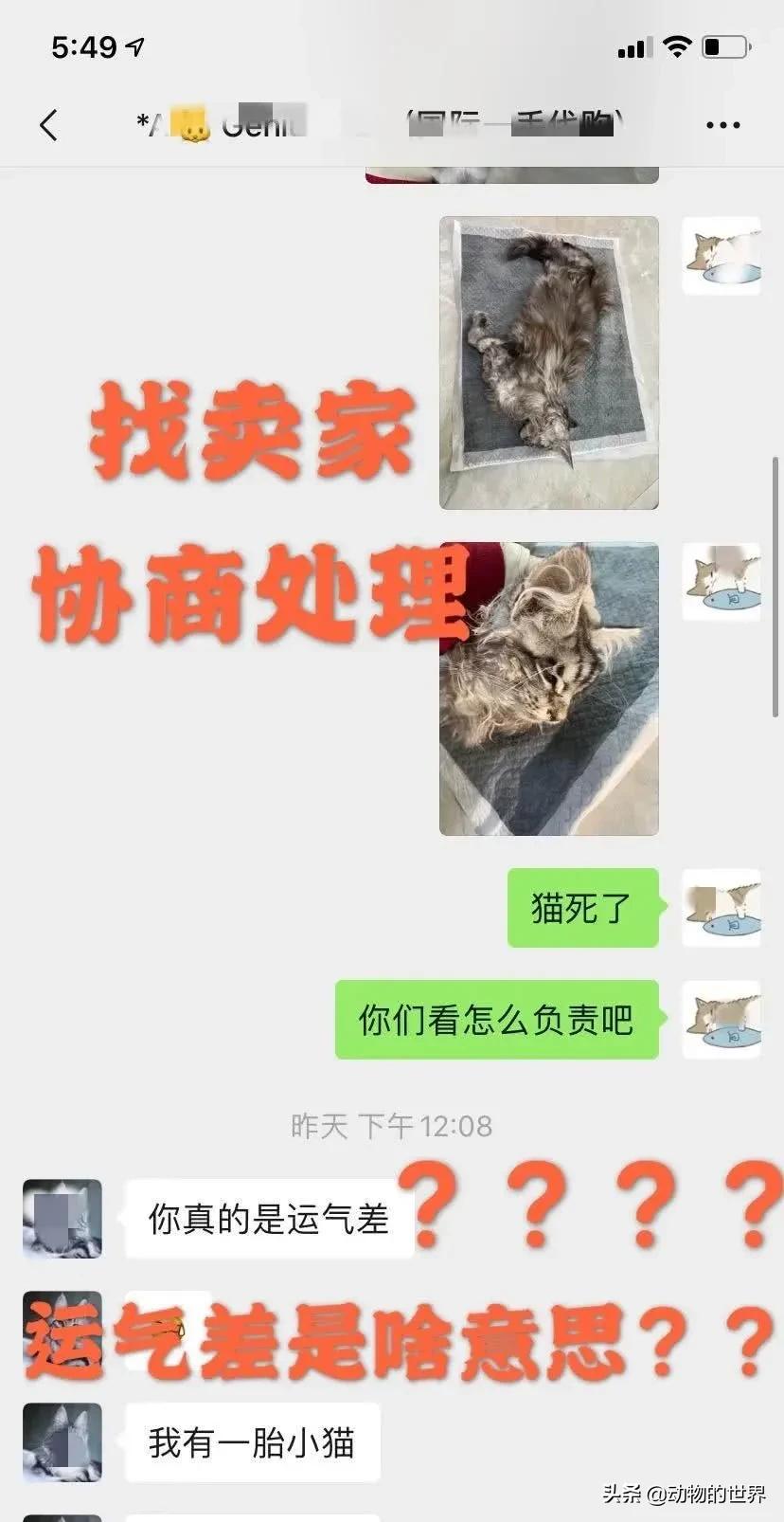 在网上买400多的缅因可以吗,一万多买的缅因猫死了