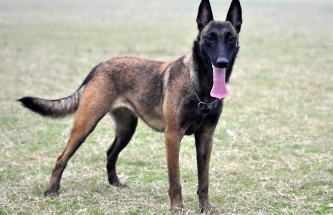 马犬是最成功的犬种,什么品相的马犬才算是好马犬